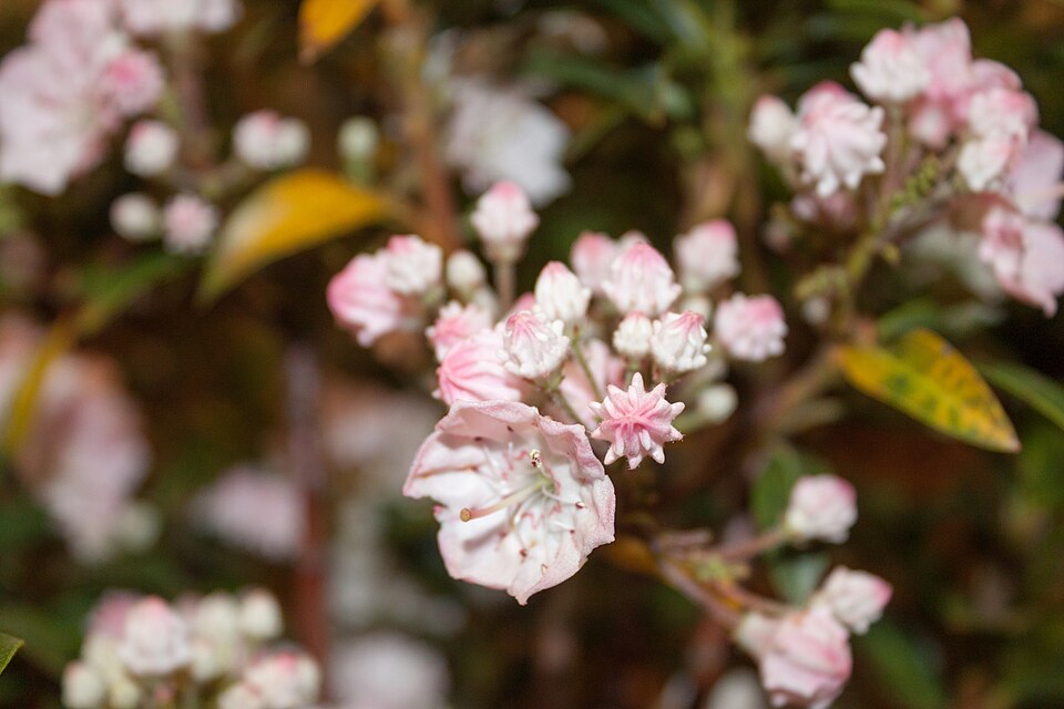 Kalmia latifolia 'Elf' (Elf Mountain Laurel) (alternate view 2)