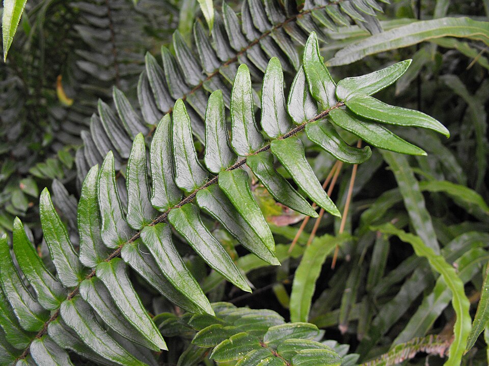 Pellaea falcata (Sickle Fern)