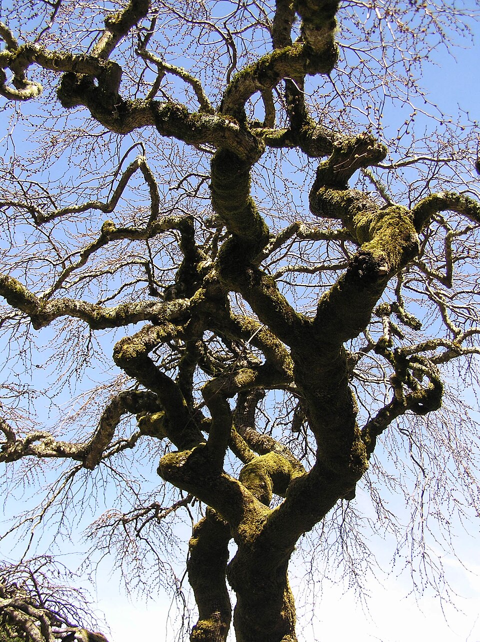 Ulmus glabra 'Camperdownii' (Camperdown elm) (alternate view 5)