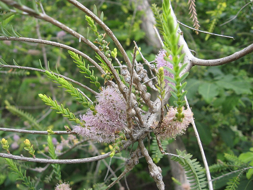 Melaleuca decussata (Totem-poles) (alternate view 7)