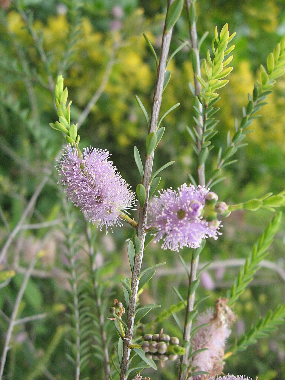 Melaleuca decussata (Totem-poles) (alternate view 8)