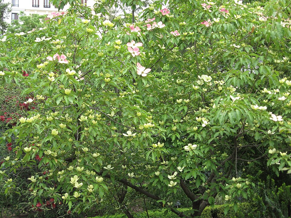 Cornus capitata (Mountain Moon Dogwood Tree) (alternate view 11)
