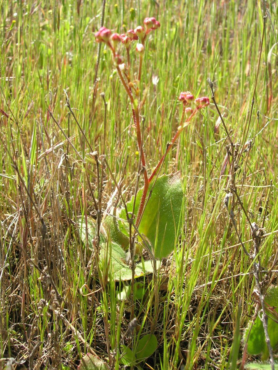 Micranthes californica (California Saxifrage) (alternate view 8)