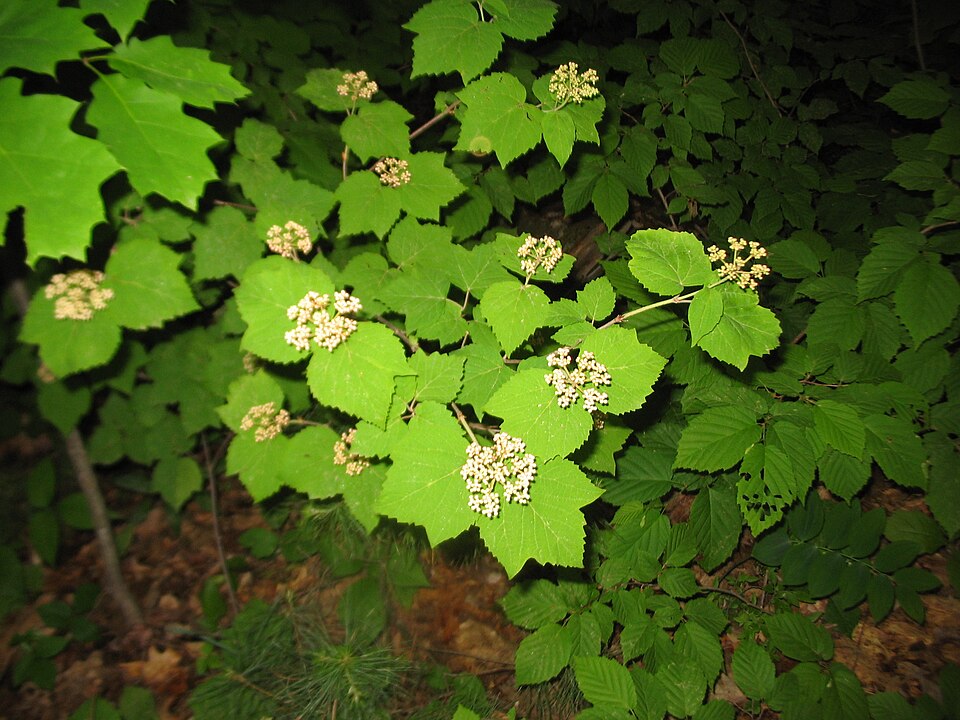 Viburnum acerifolium (mapleleaf viburnum)