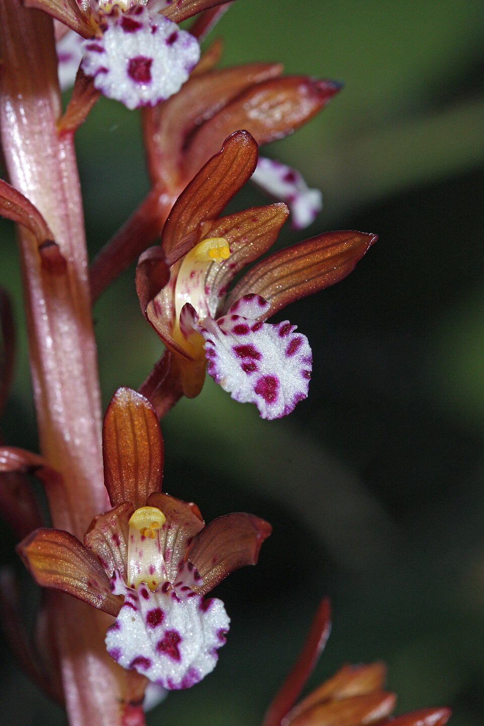 Corallorhiza maculata (spotted coralroot) (alternate view 2)