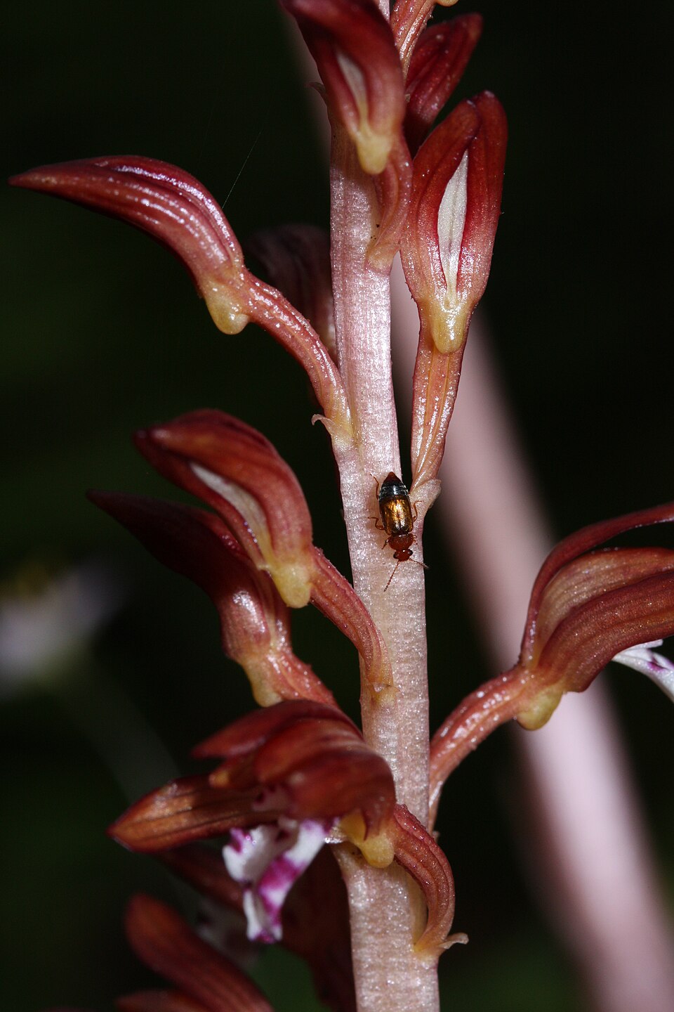 Corallorhiza maculata (spotted coralroot) (alternate view 3)