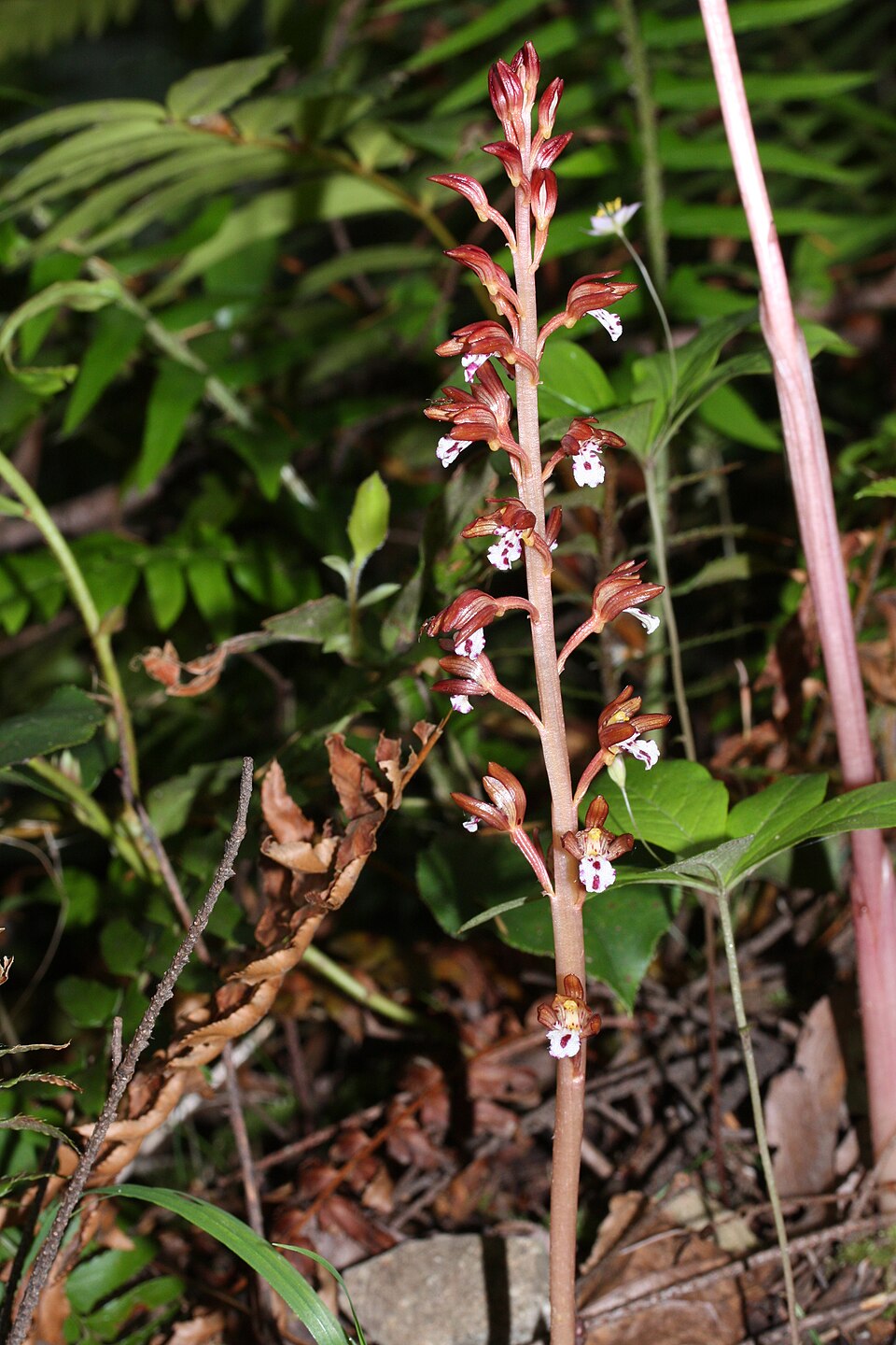 Corallorhiza maculata (spotted coralroot) (alternate view 4)