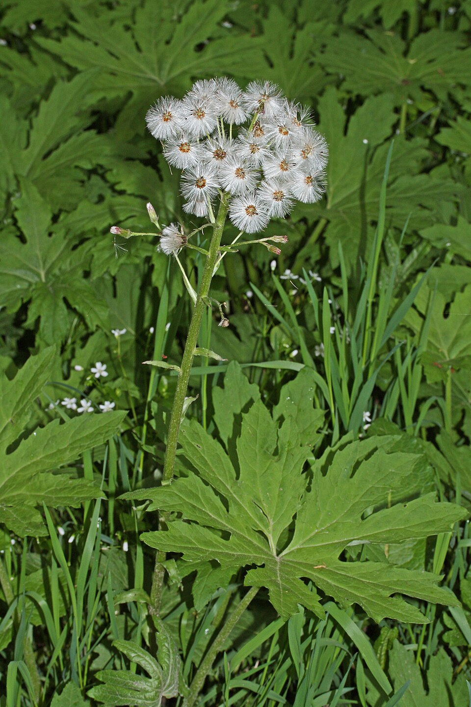 Petasites frigidus (coltsfoot) (alternate view 10)