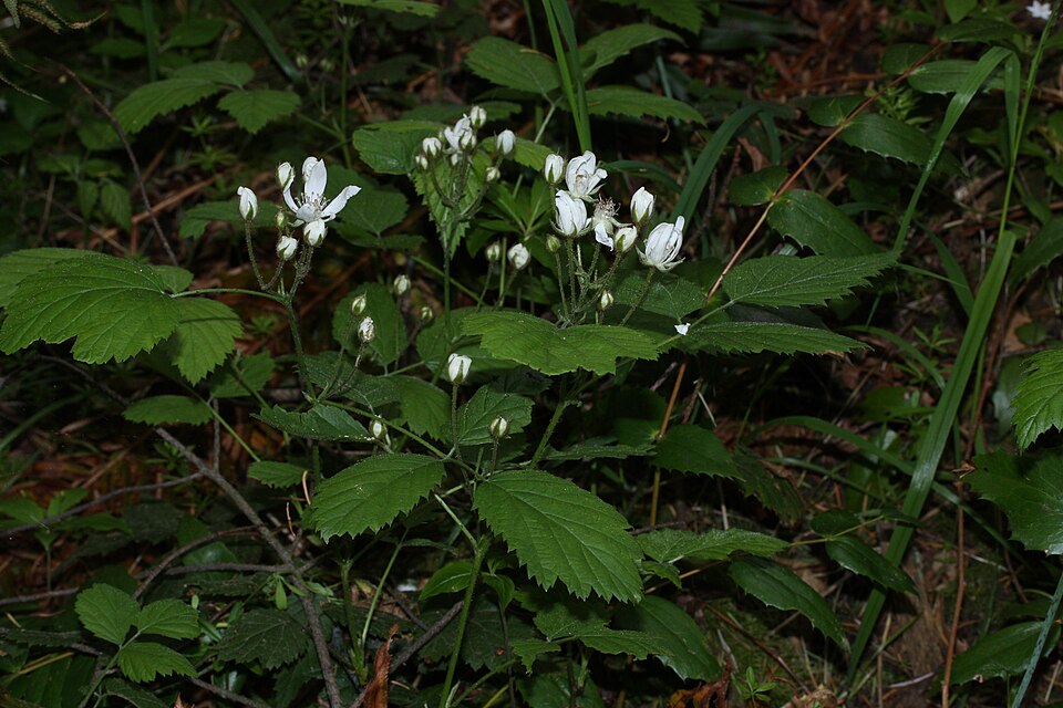 Rubus ursinus (trailing blackberry) (alternate view 8)