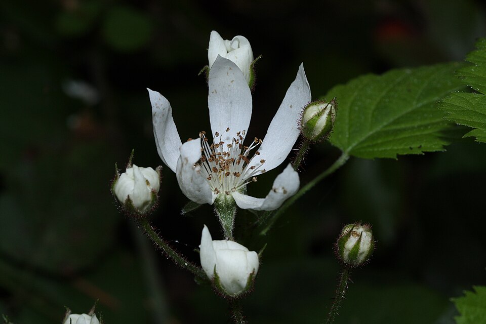 Rubus ursinus (trailing blackberry) (alternate view 9)