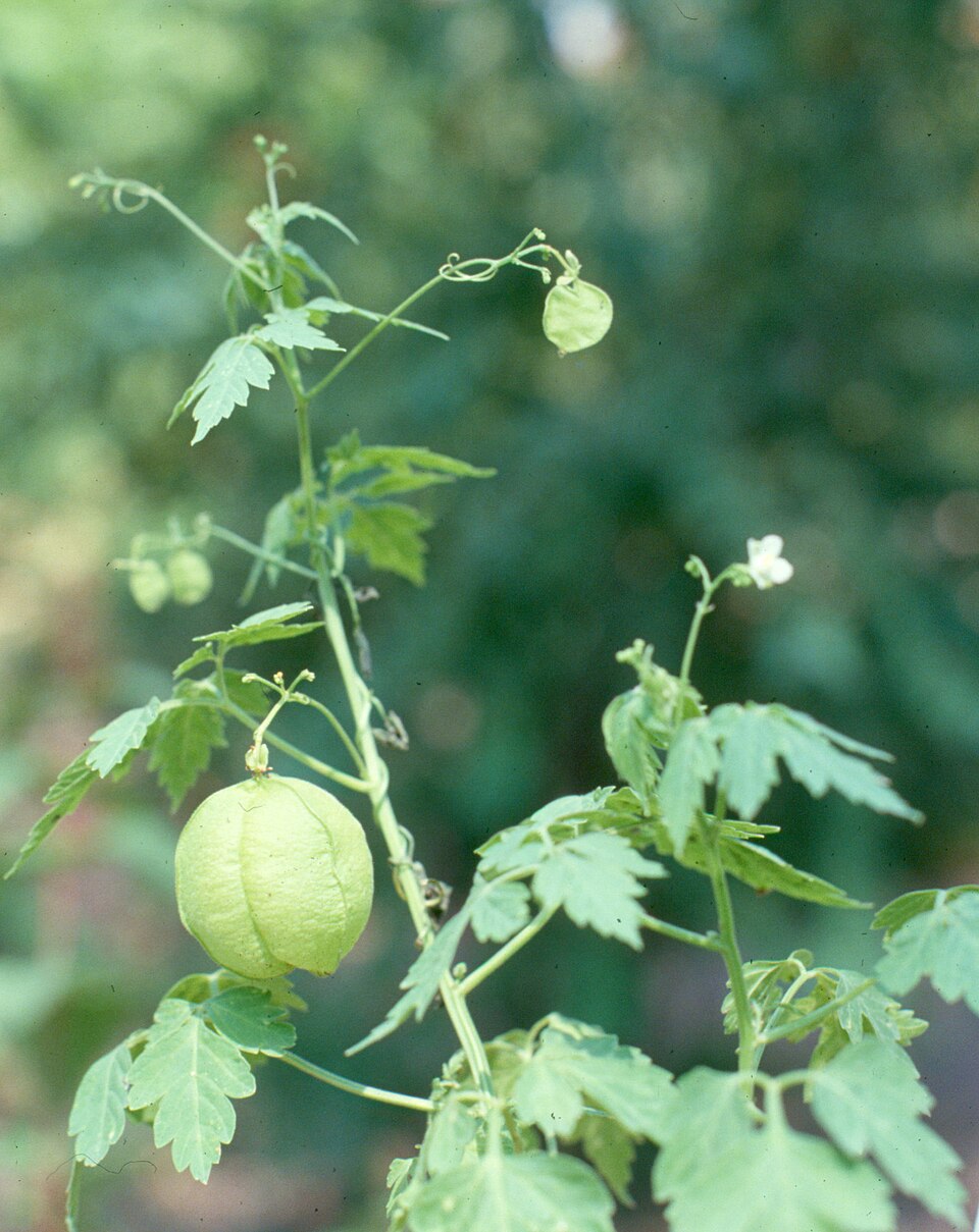 Cardiospermum halicacabum (Lesser Balloon Vine) (alternate view 6)