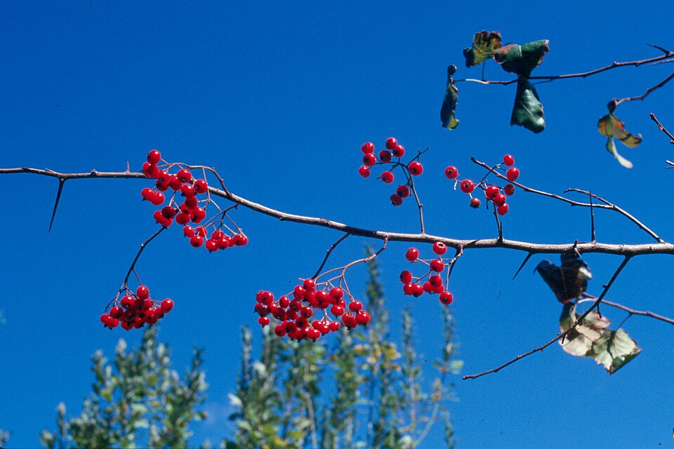 Crataegus phaenopyrum (Washington thorn) (alternate view 5)