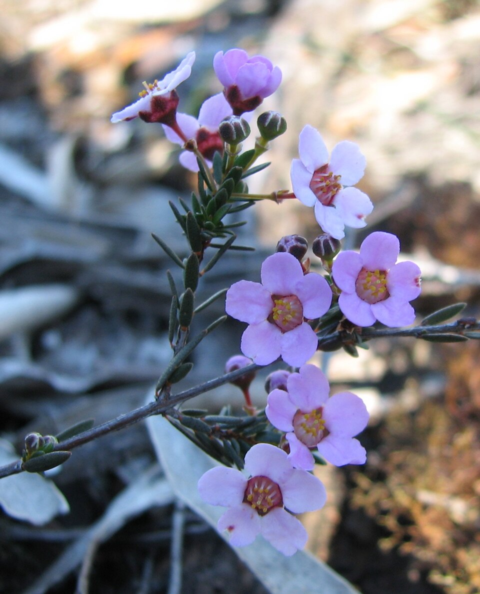 Euryomyrtus ramosissima (Rosy Heath-myrtle)