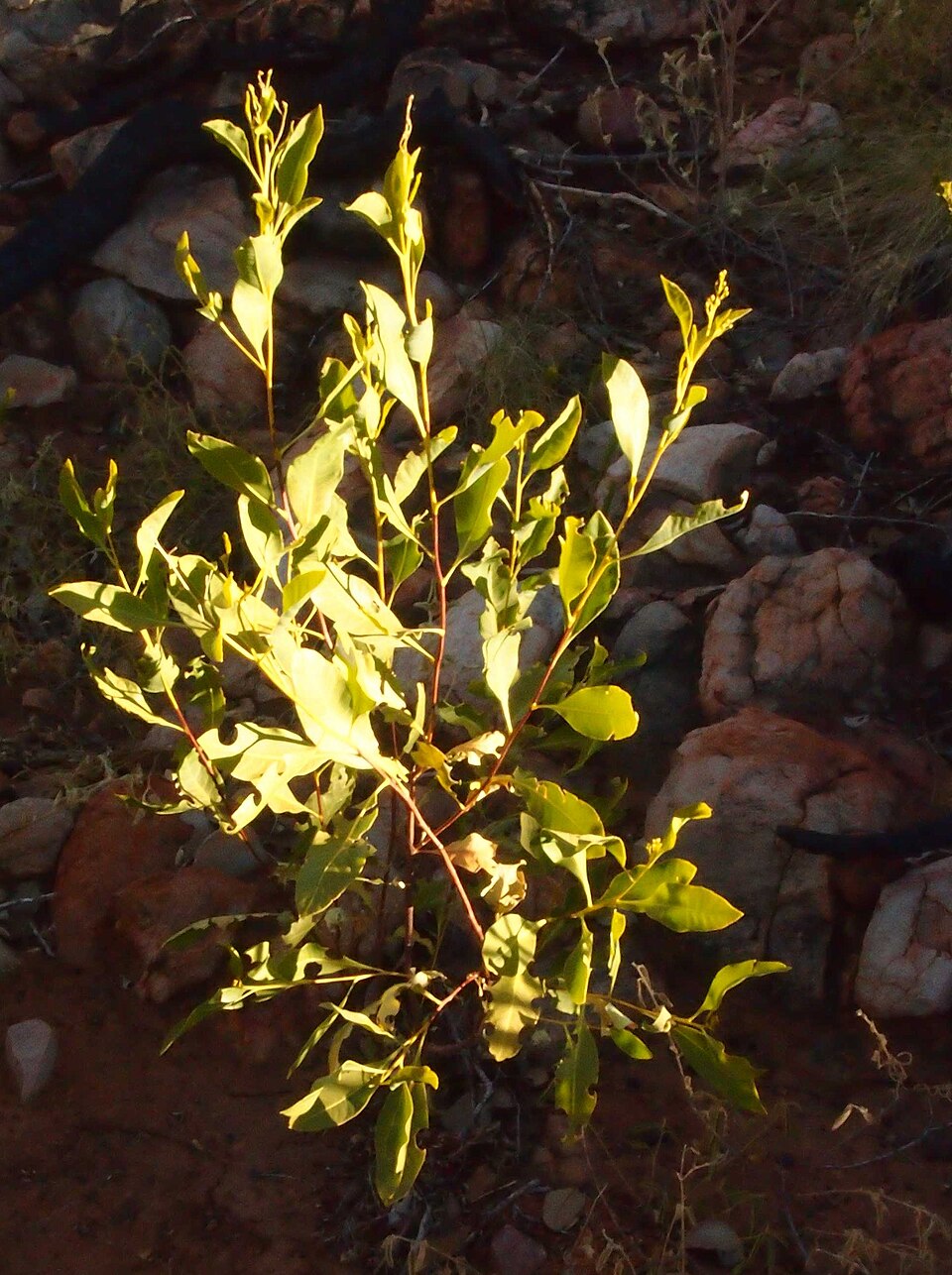 Dodonaea (Hop-bushes) (alternate view 2)