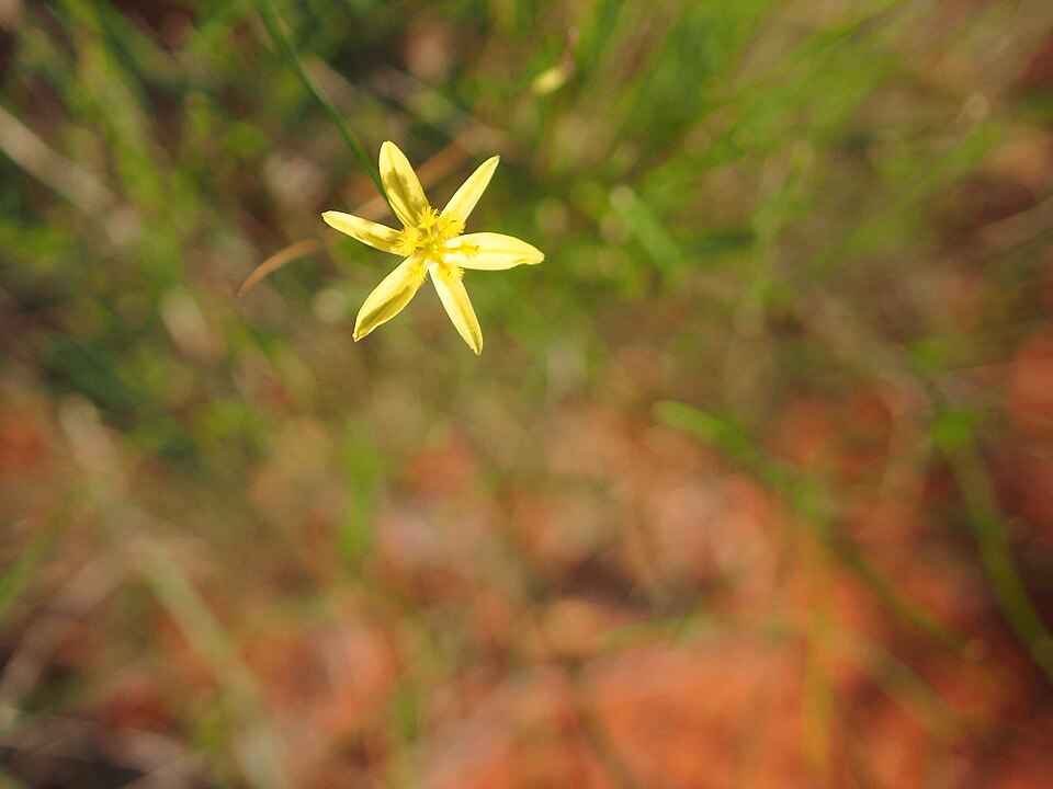 Tricoryne elatior (yellow rush-lily)