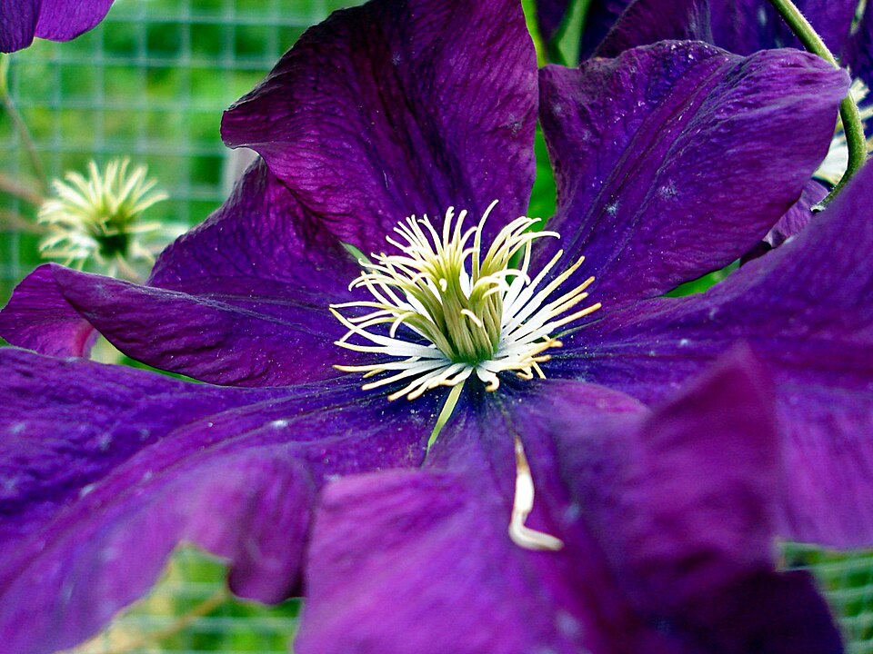 Clematis 'Etoile Violette' (Etoile Violette Clematis)