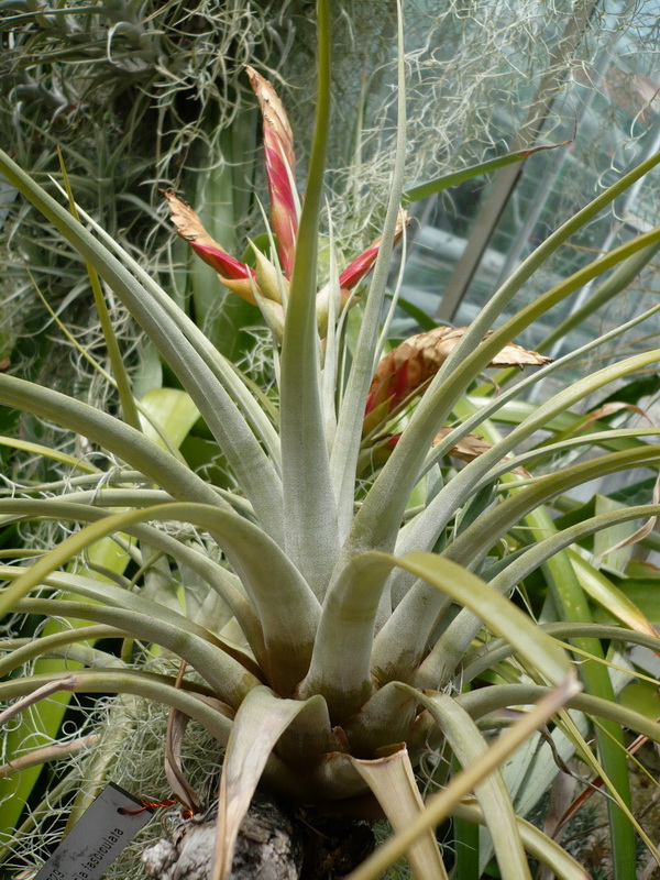 Tillandsia fasciculata (cardinal airplant) (alternate view 8)