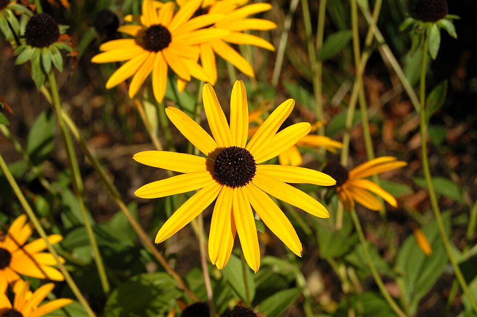 Rudbeckia fulgida var. sullivantii 'Goldsturm' (black-eyed Susan) (alternate view 4)