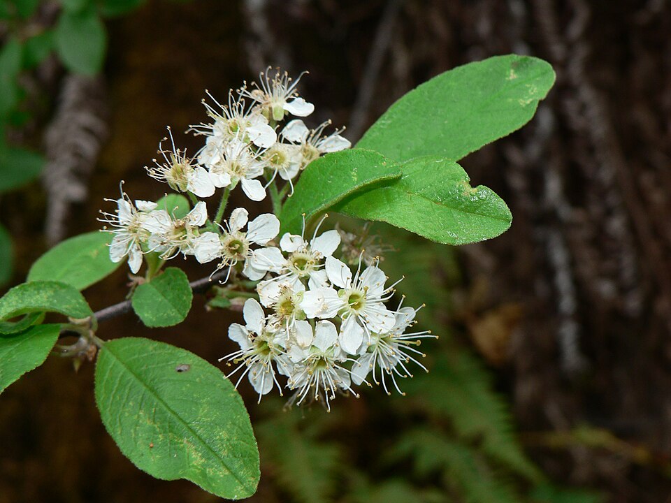 Prunus emarginata (Bitter Cherry) (alternate view 10)