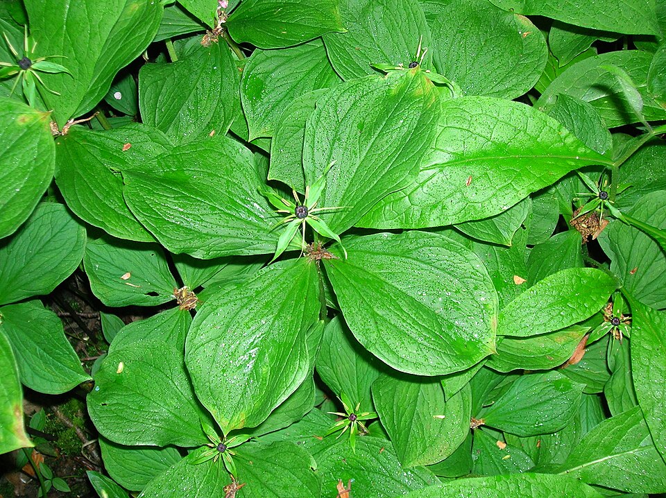 Paris quadrifolia (herb paris) (alternate view 8)