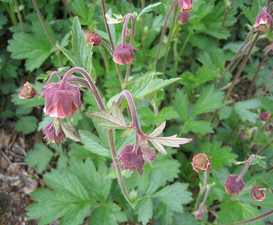 Geum rivale (Water Avens)