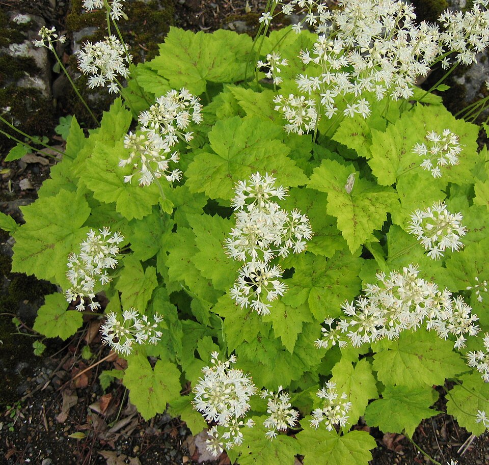 Tiarella cordifolia (Foamflower) (alternate view 7)