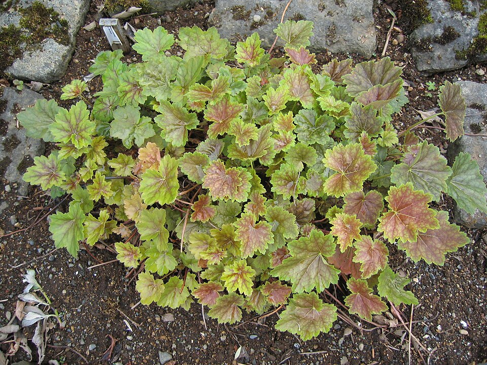 Heuchera americana (American Alumroot) (alternate view 7)