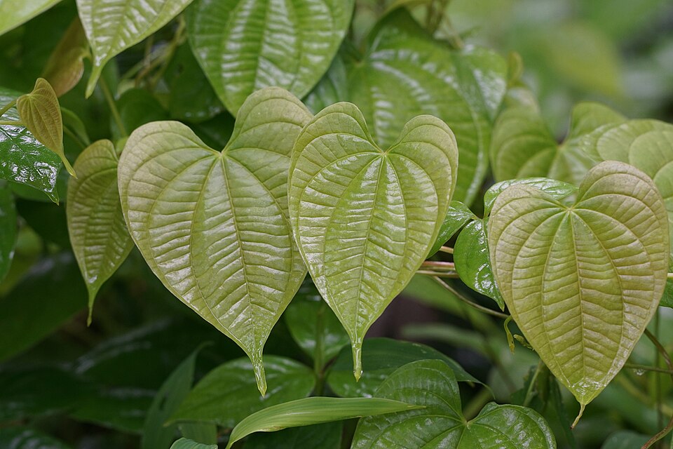 Dioscorea bulbifera (air potato) (alternate view 9)