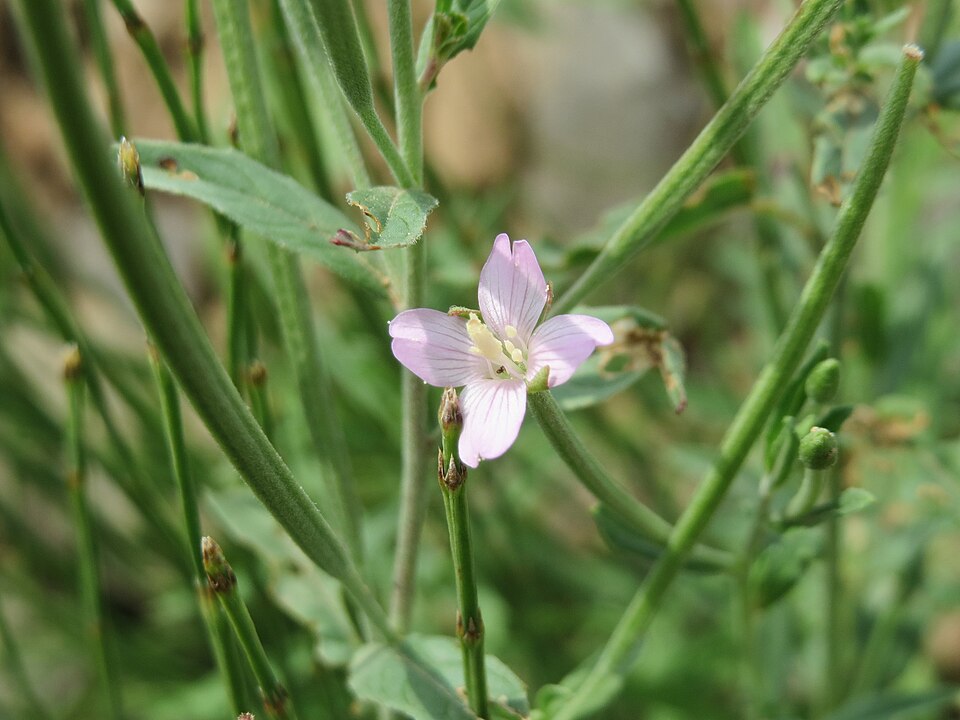 Epilobium ciliatum (common willowherb (native)) (alternate view 6)