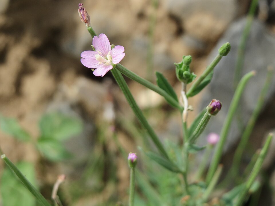 Epilobium ciliatum (common willowherb (native)) (alternate view 7)