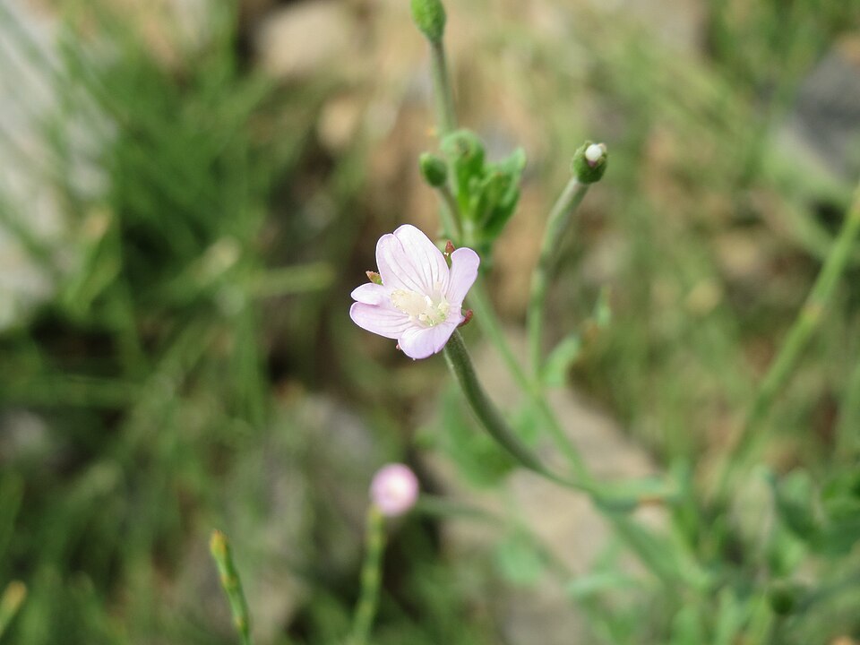 Epilobium ciliatum (common willowherb (native)) (alternate view 8)