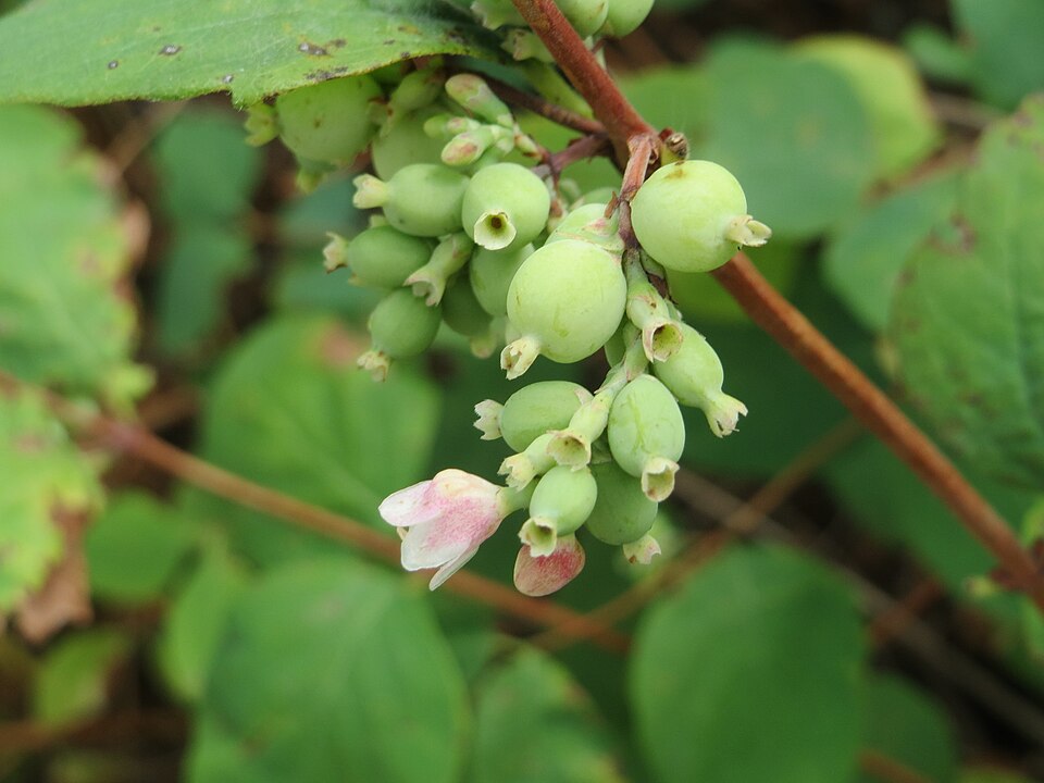Symphoricarpos albus (snowberry) (alternate view 9)