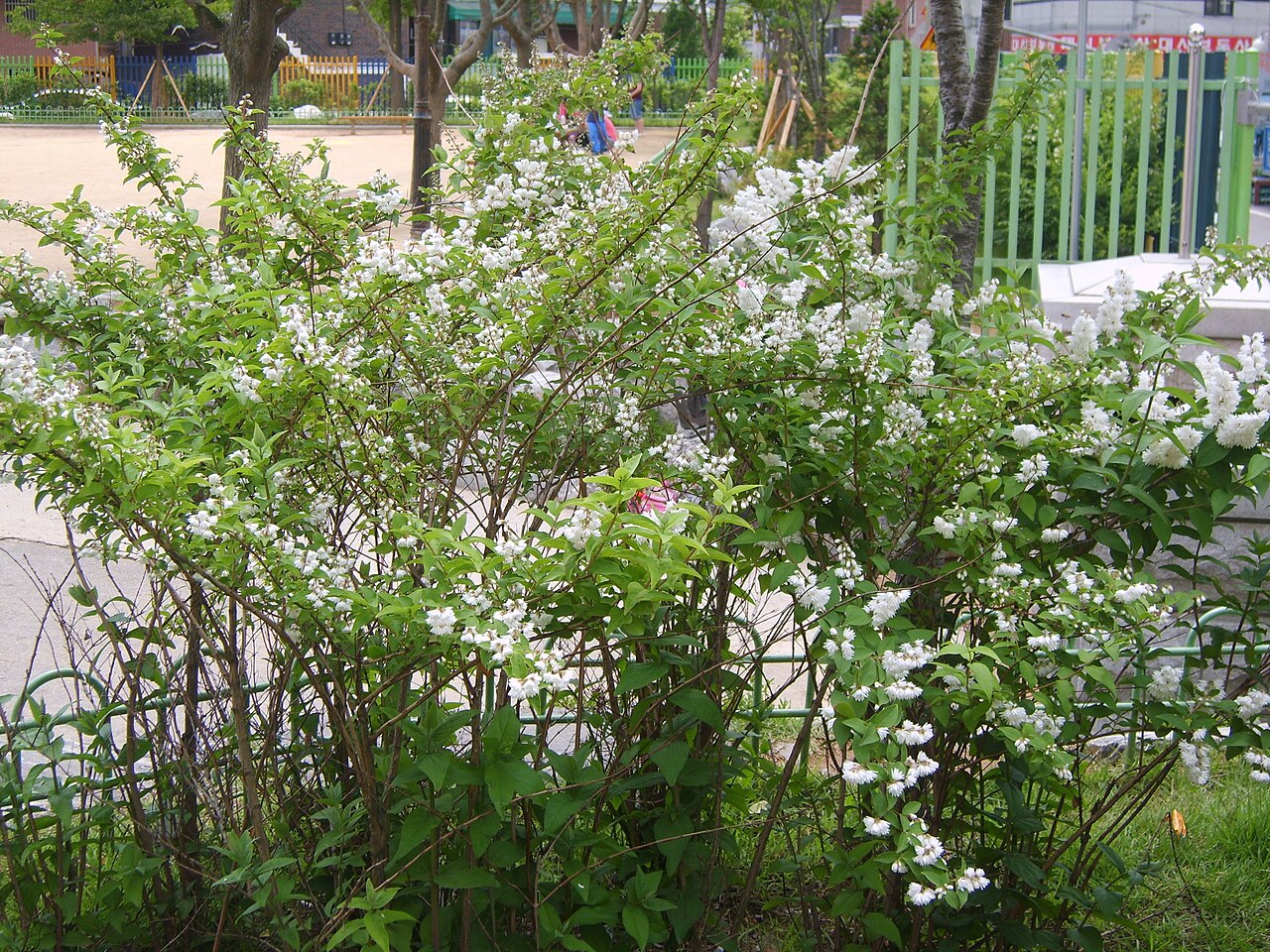 Deutzia crenata, Fuzzy deutzia — upright deciduous (Hydrangeaceae) (image 10 of 10)