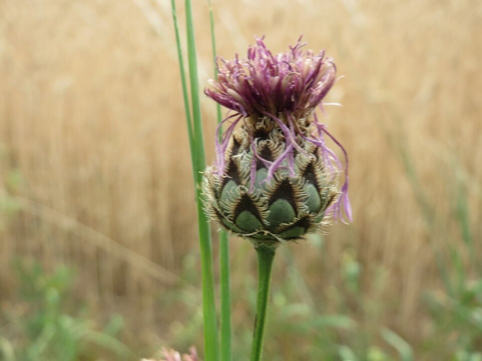 Centaurea scabiosa (Greater Knapweed)