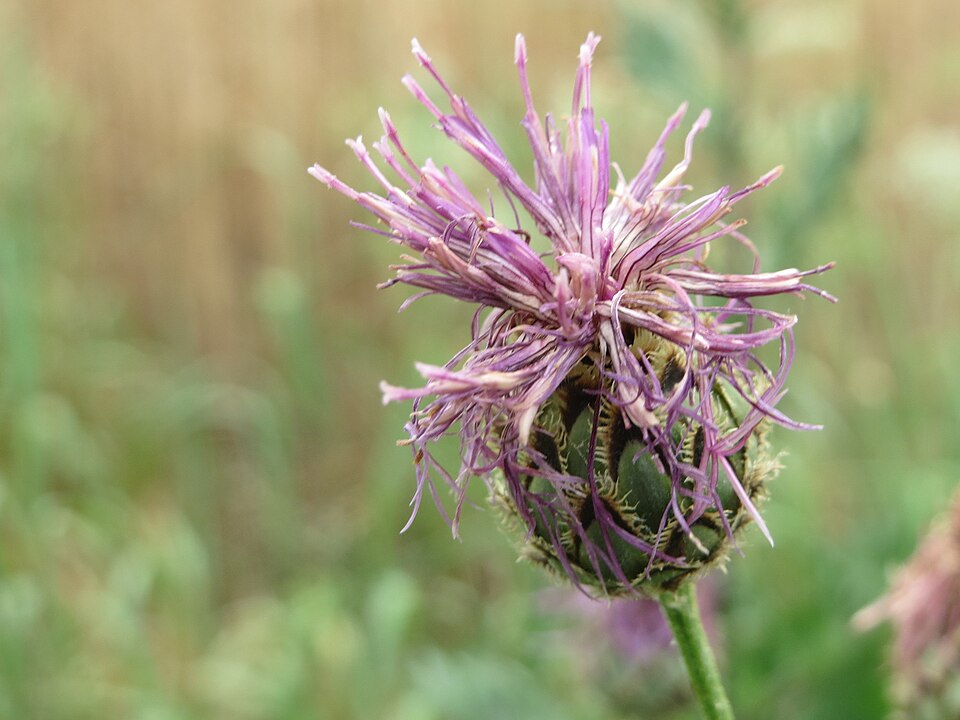 Centaurea scabiosa (Greater Knapweed)