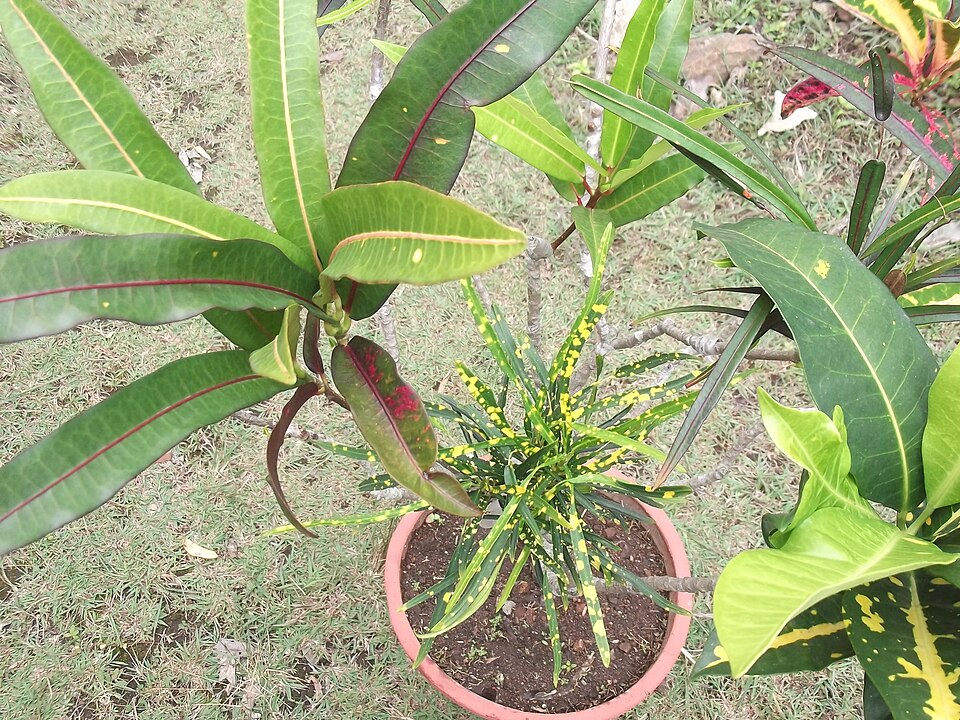 Croton (Crotons)