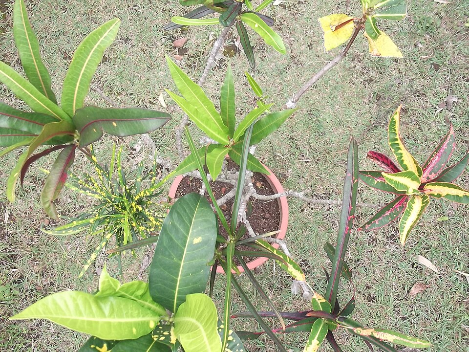 Croton (Crotons) (alternate view 2)