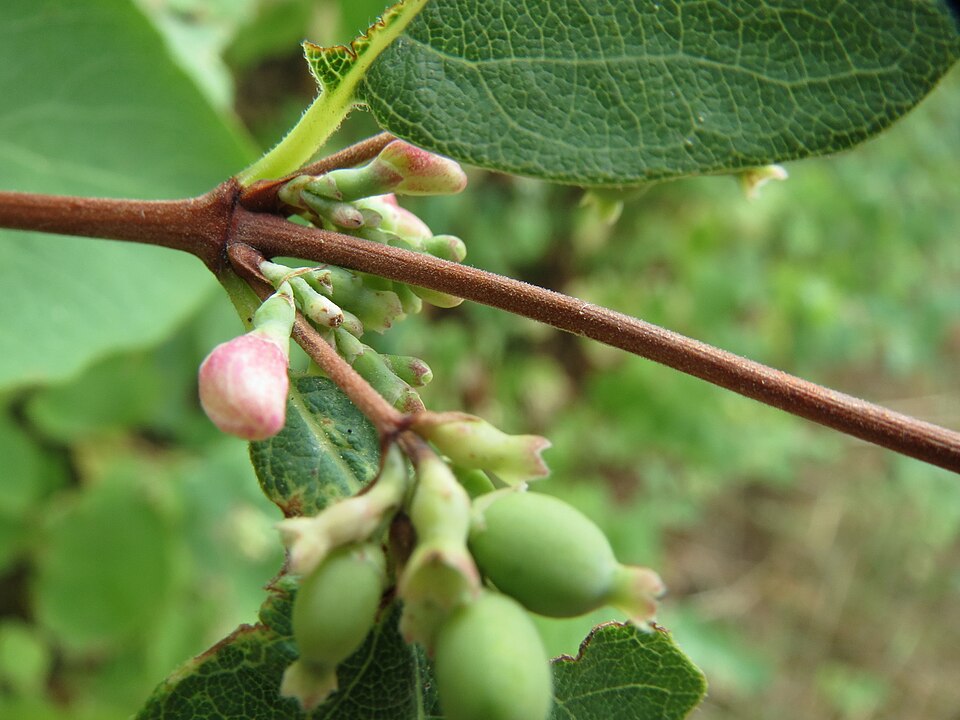 Symphoricarpos albus (snowberry) (alternate view 10)
