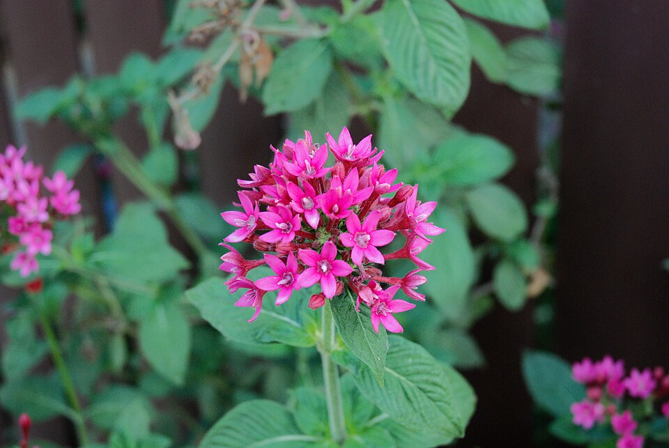 Pentas (alternate view 6)