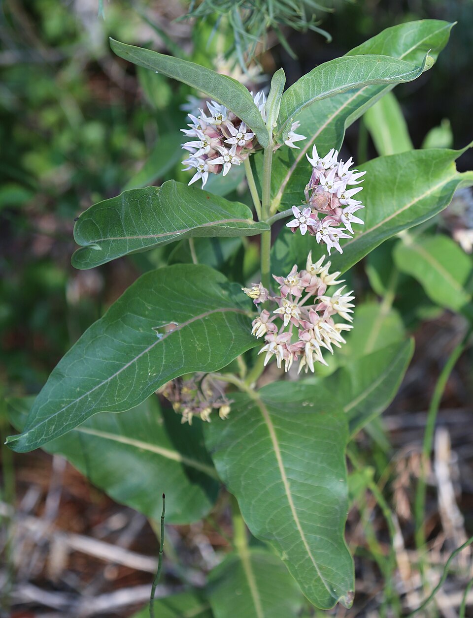 Asclepias speciosa (Showy Milkweed) (alternate view 10)