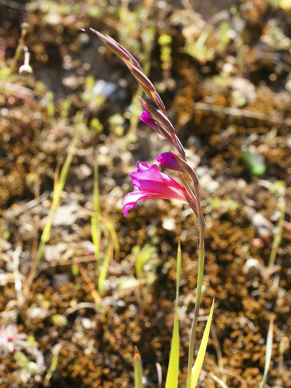 Gladiolus communis (Gladiolus) (alternate view 9)