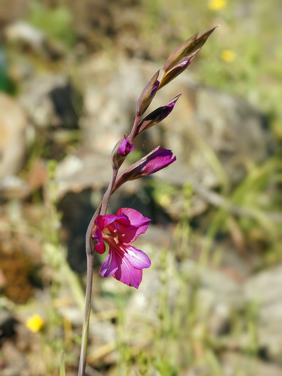 Gladiolus communis (Gladiolus) (alternate view 10)