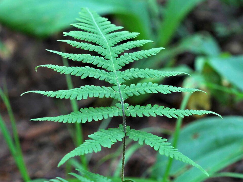 Phegopteris connectilis (long beech fern) (alternate view 10)