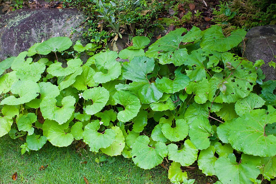 Petasites japonicus (fuki,butterburr)