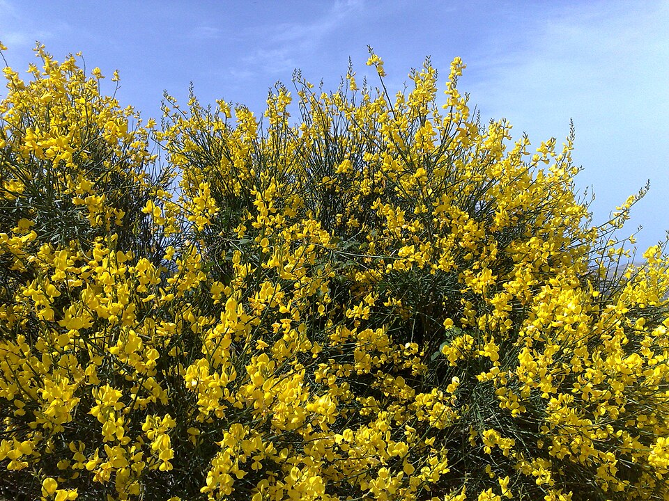 Spartium junceum (Spanish Broom)