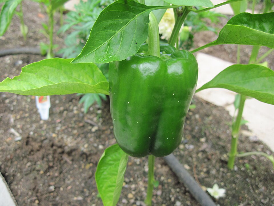 Capsicum annuum 'California Wonder' (California Wonder Bell Pepper)