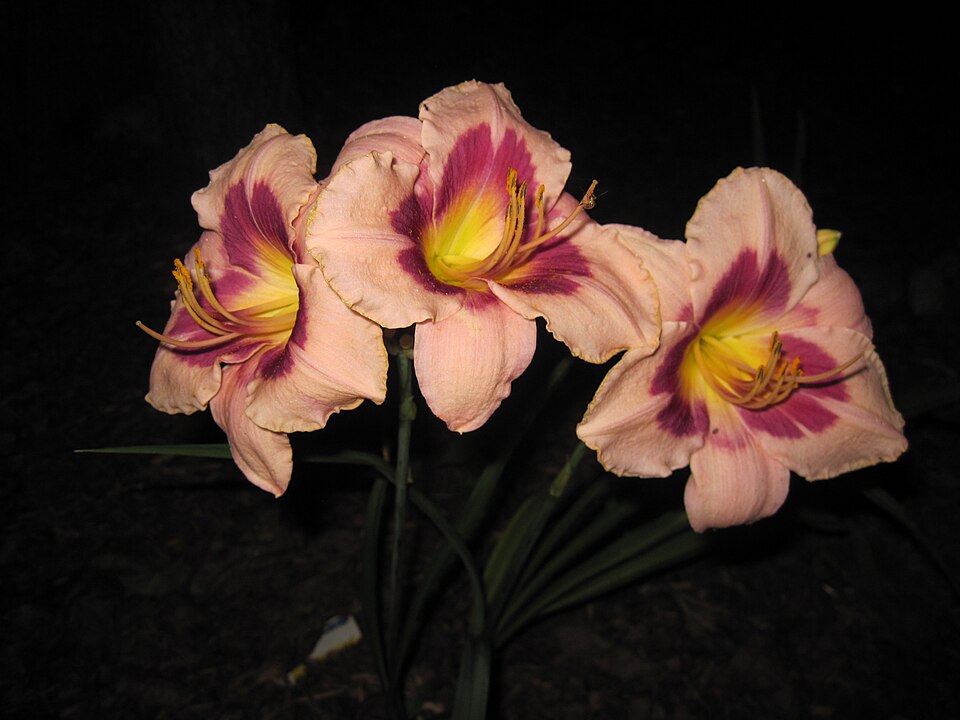 Hemerocallis 'Wineberry Candy' (Wineberry Candy Jumbo Daylily) (alternate view 2)