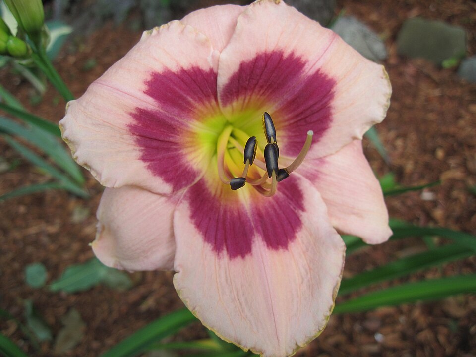 Hemerocallis 'Wineberry Candy' (Wineberry Candy Jumbo Daylily) (alternate view 3)