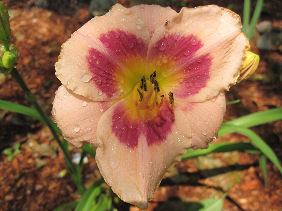 Hemerocallis 'Wineberry Candy' (Wineberry Candy Jumbo Daylily) (alternate view 4)
