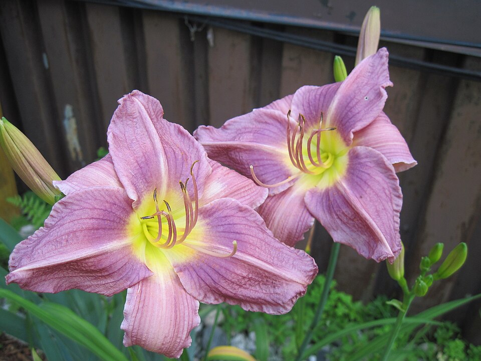 Hemerocallis 'Prairie Blue Eyes' (Prairie Blue Eyes Daylily) (alternate view 2)